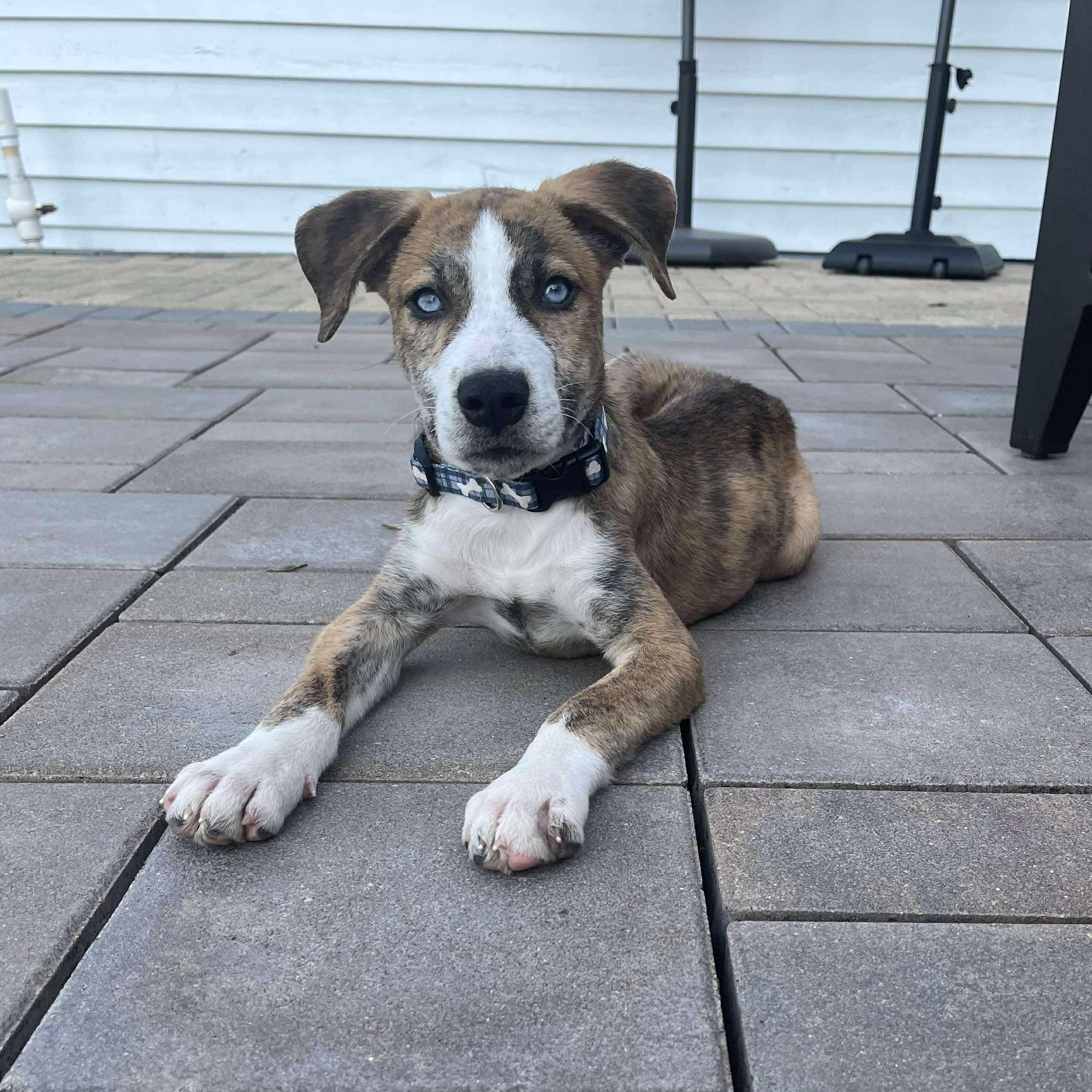 Enlarge Lyra, an adopted Hound in Oswego, IL image 2/5