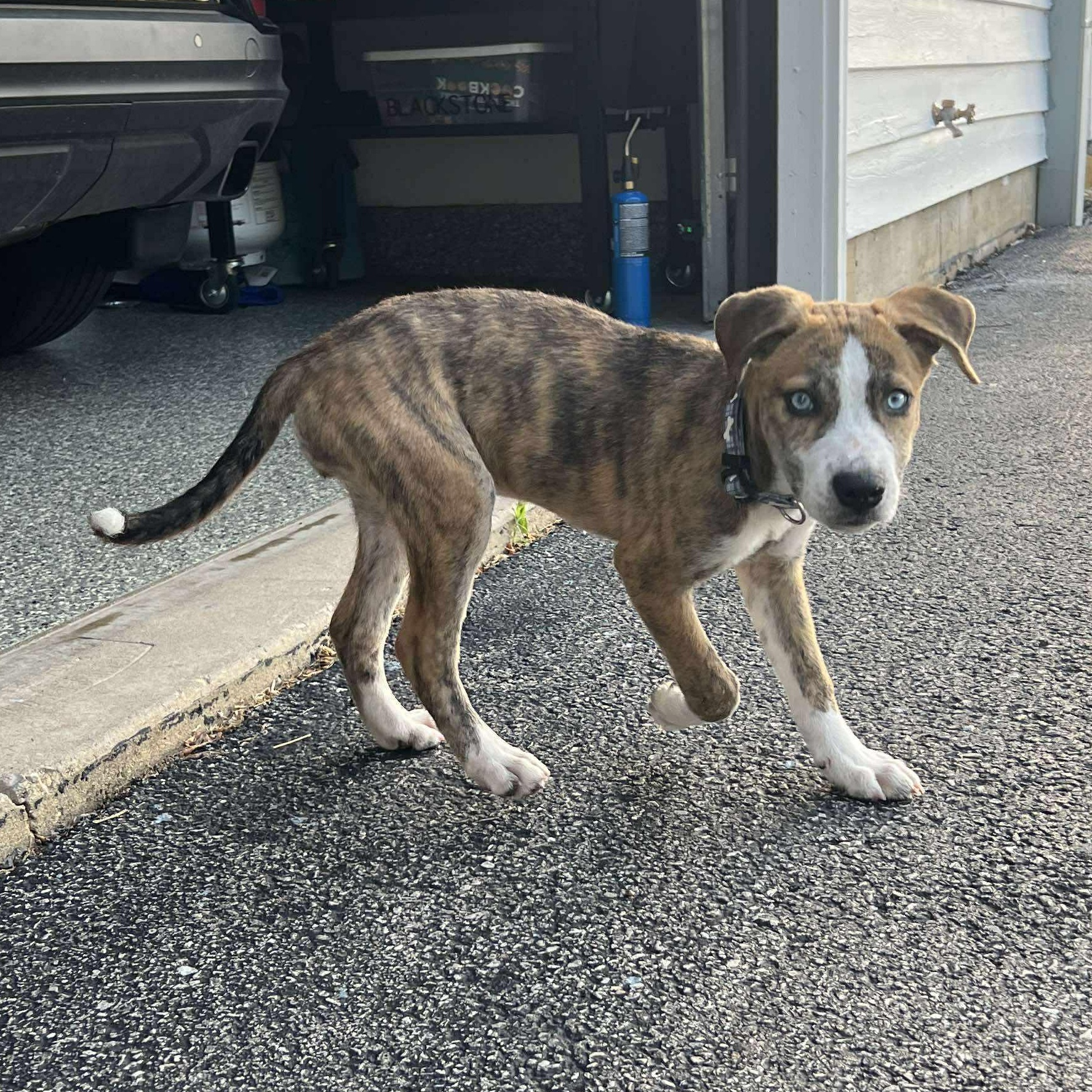 Enlarge Lyra, an adopted Hound in Oswego, IL image 3/5