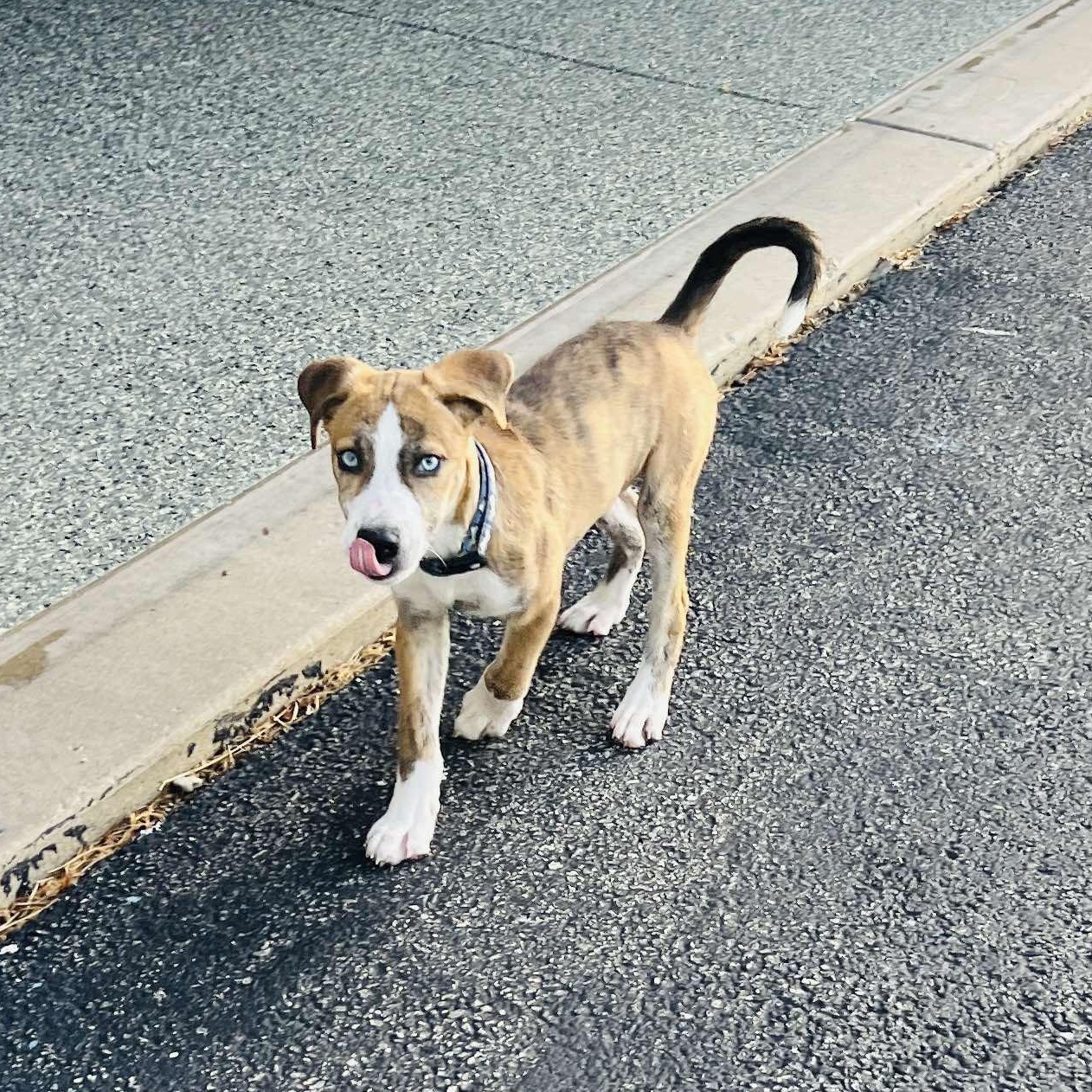 Enlarge Lyra, an adopted Hound in Oswego, IL image 4/5