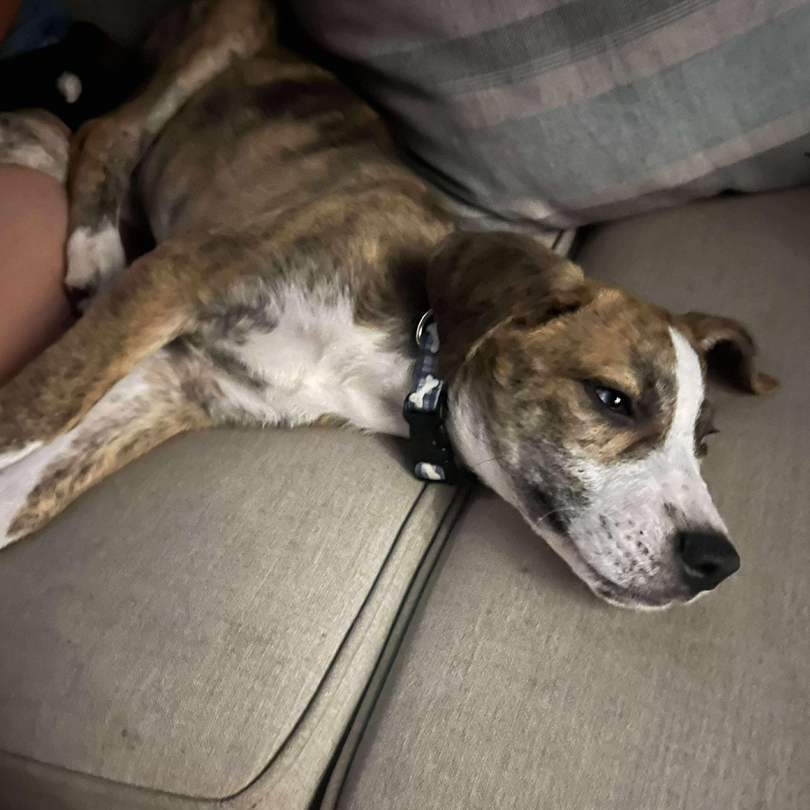 Enlarge Lyra, an adopted Hound in Oswego, IL image 5/5