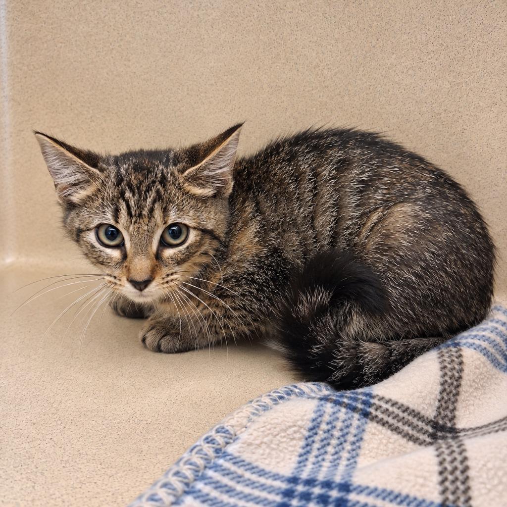 Enlarge Harriet, a Adoptable mixed breed in Gautier, MS image 1/2
