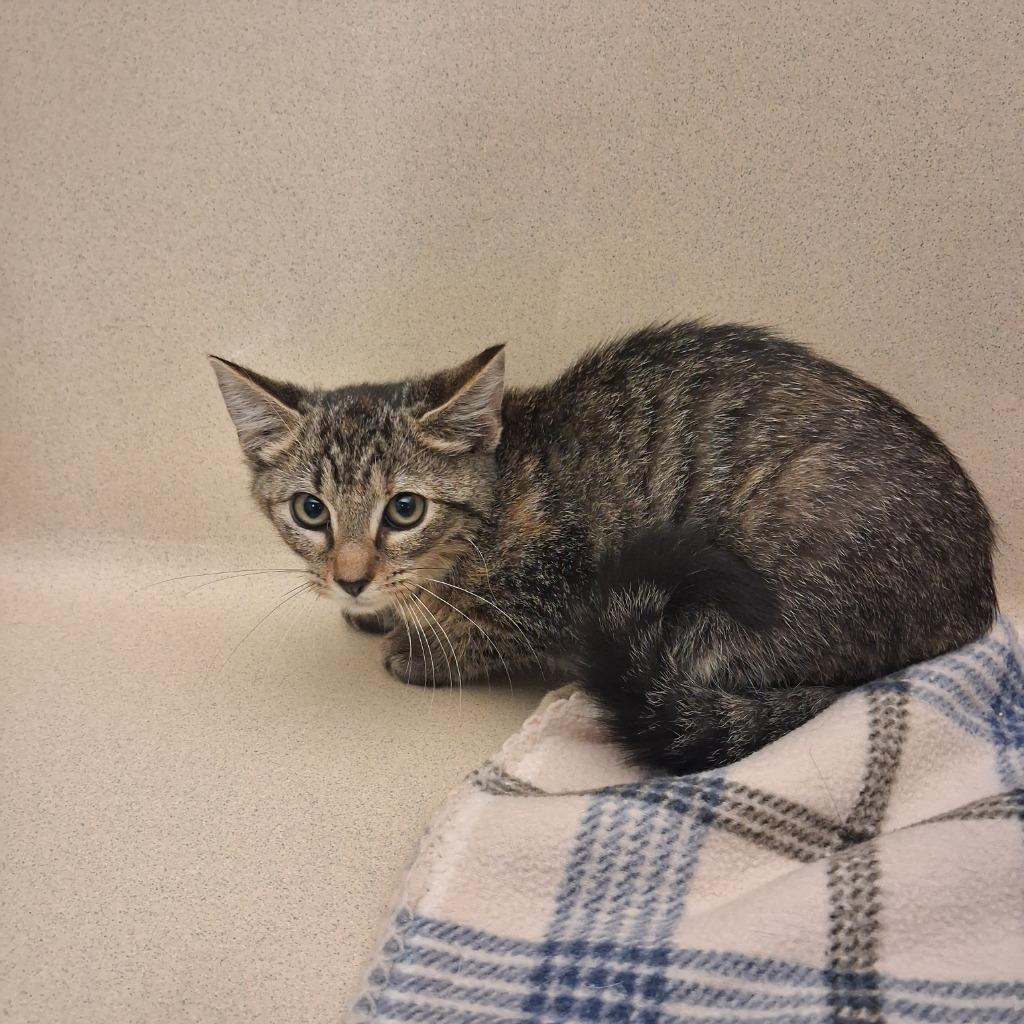 Enlarge Harriet, a Adoptable mixed breed in Gautier, MS image 2/2