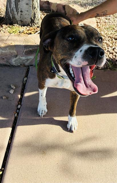 BEEBEE, Adoptable, Adult Female Pit Bull Terrier & Mixed Breed.