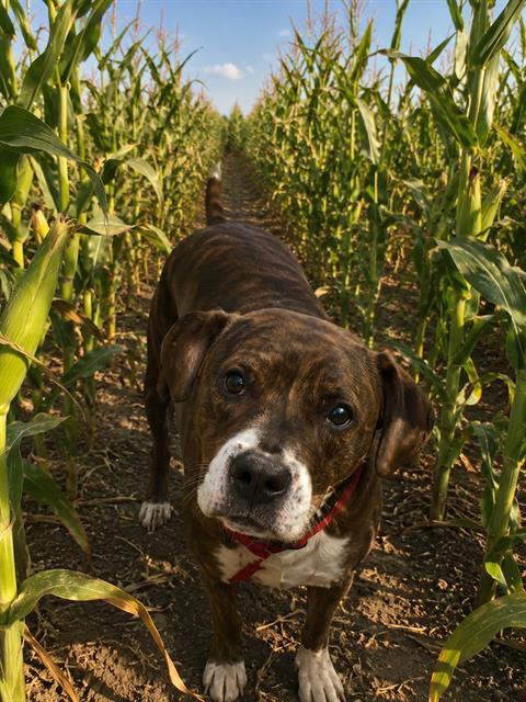 Enlarge BEEBEE, a Adoptable mixed breed in Globe, AZ image 1/1