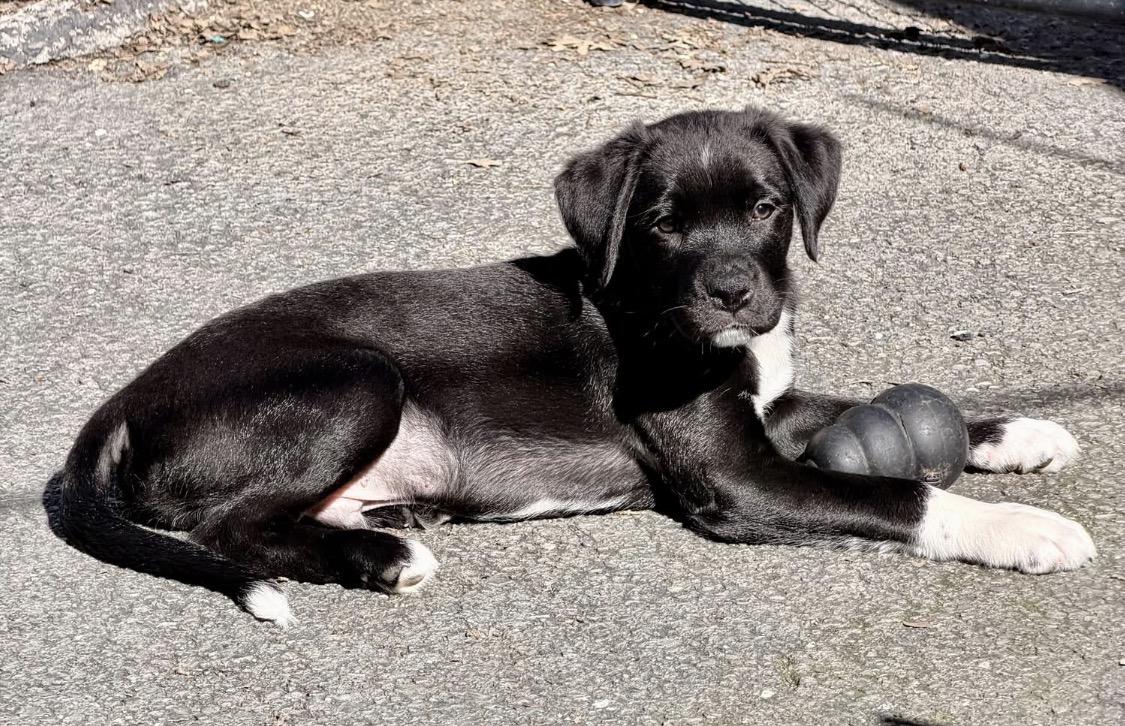 Enlarge Tommy, a ADOPTABLE mixed breed in Santa Rosa, CA image 3/3