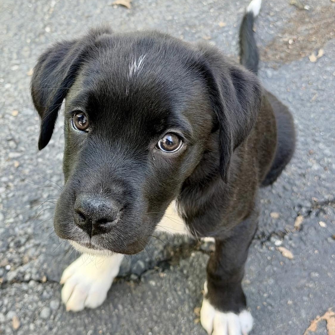 Enlarge Tommy, a ADOPTABLE mixed breed in Santa Rosa, CA image 1/3
