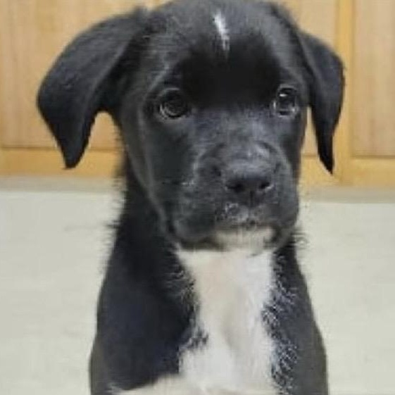 Enlarge Tommy, a ADOPTABLE mixed breed in Santa Rosa, CA image 2/3