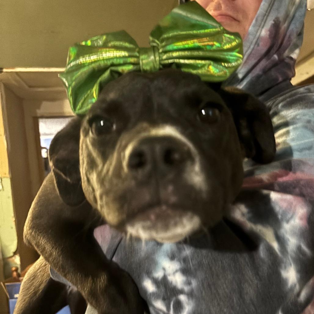 Enlarge Candice, a Adoptable mixed breed in Parrish, AL image 1/6