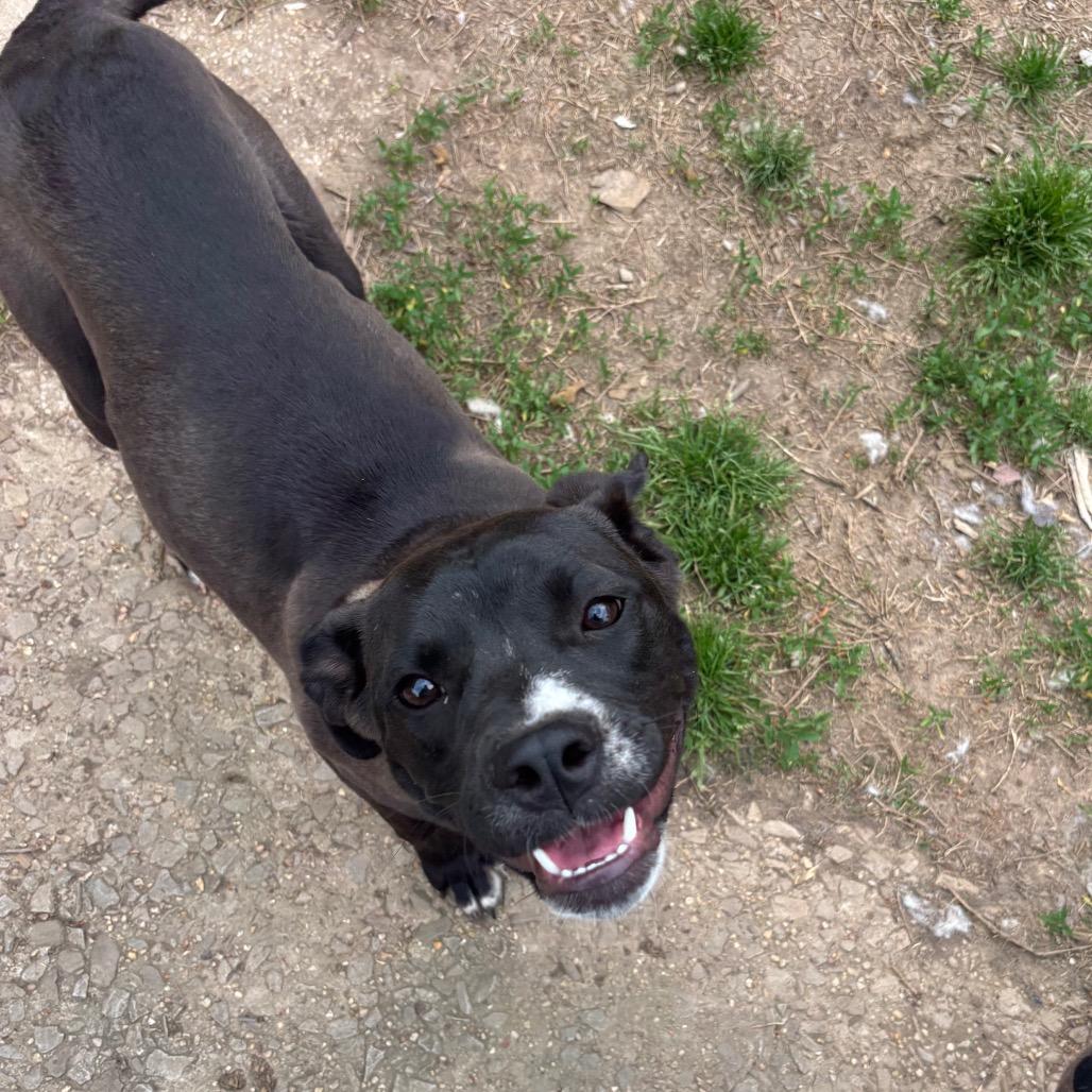 Enlarge Candice, a Adoptable mixed breed in Parrish, AL image 2/6