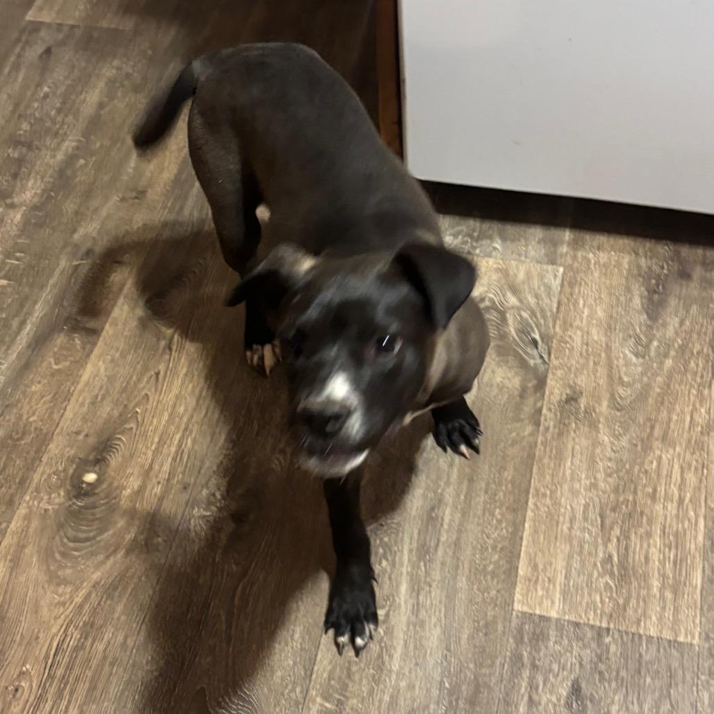 Enlarge Candice, a Adoptable mixed breed in Parrish, AL image 3/6