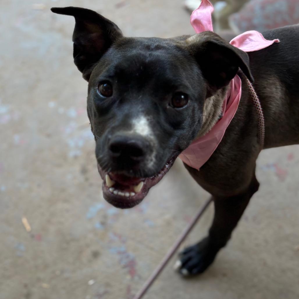 Enlarge Candice, a Adoptable mixed breed in Parrish, AL image 2/6