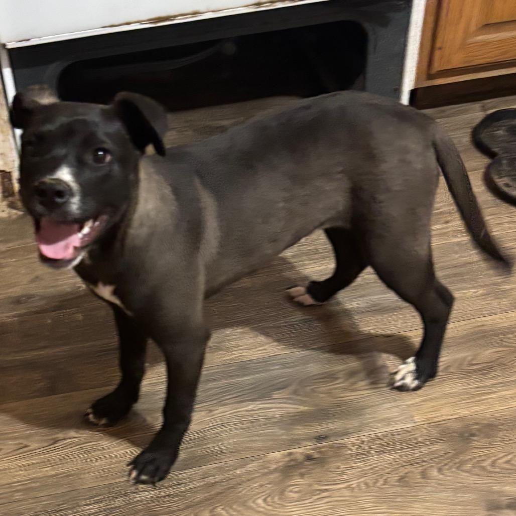 Enlarge Candice, a Adoptable mixed breed in Parrish, AL image 5/6