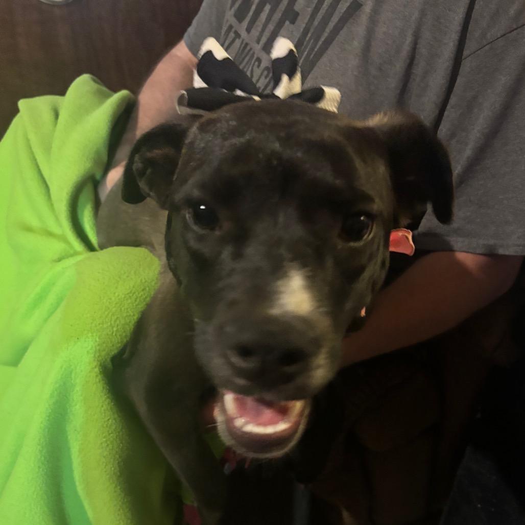 Candice, a Adoptable mixed breed in Parrish, AL image 5/6