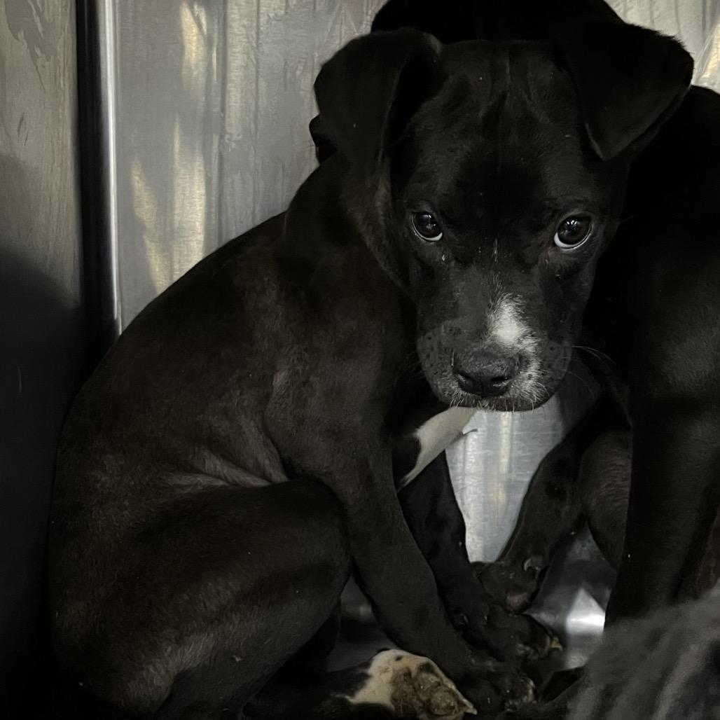 Enlarge Candice, a Adoptable mixed breed in Parrish, AL image 6/6