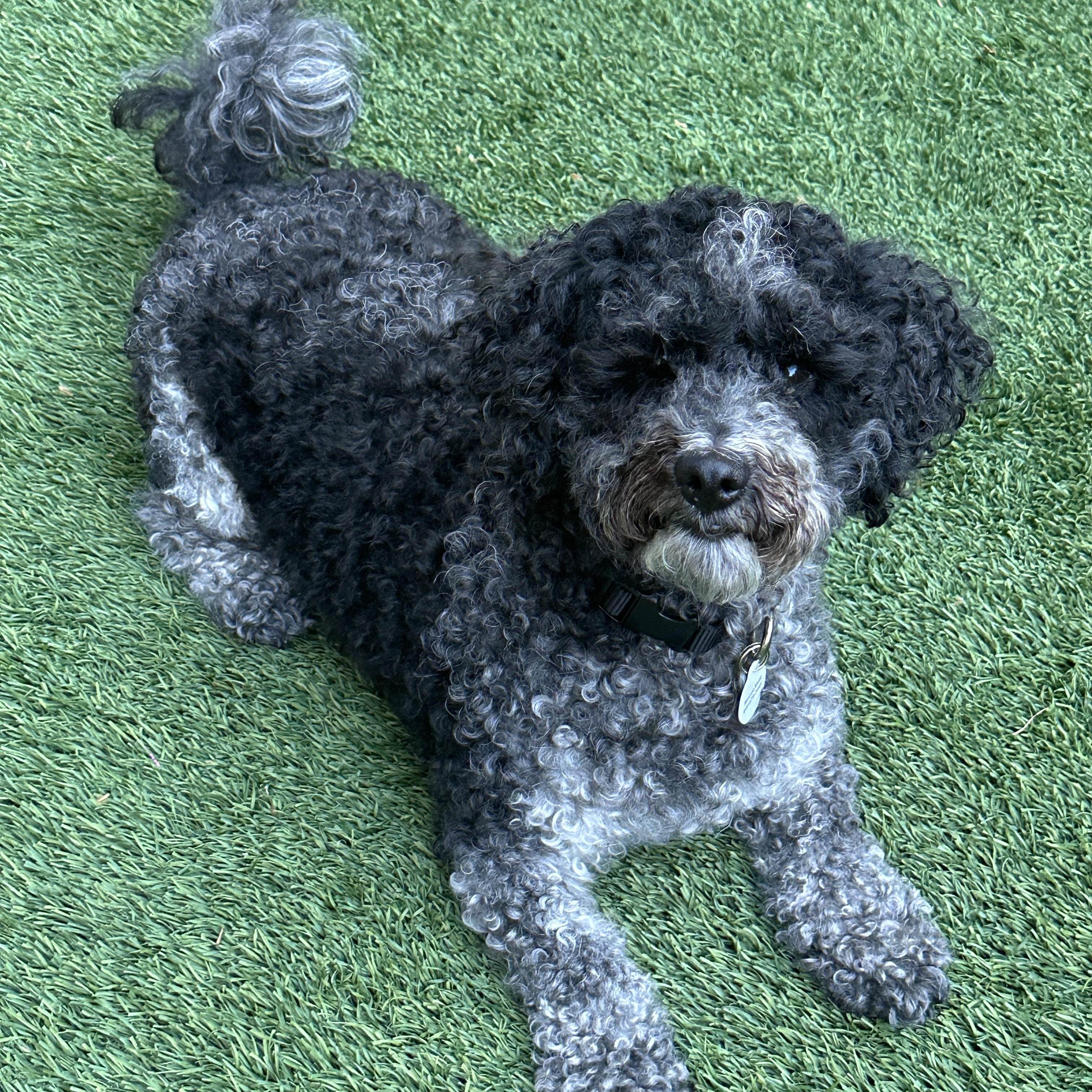 Oreo, a ADOPTABLE mixed breed in Corona Del Mar, CA image 3/6