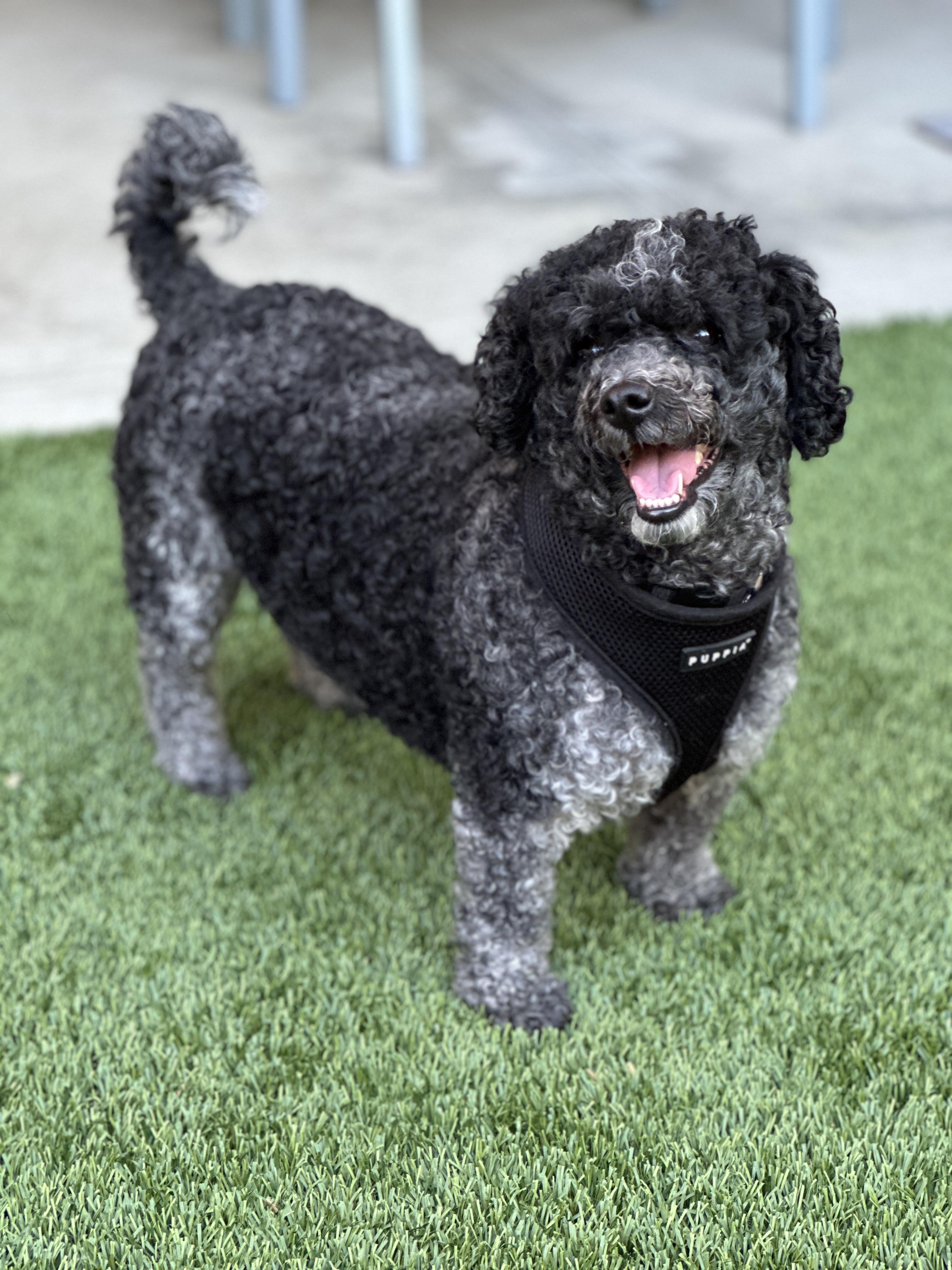 Oreo, a ADOPTABLE mixed breed in Corona Del Mar, CA image 2/6
