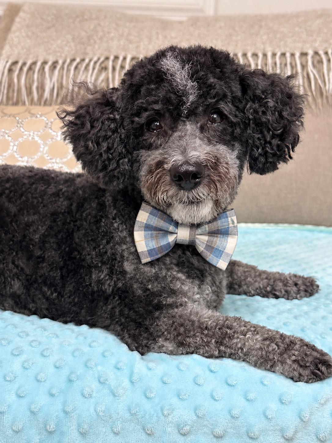 Oreo, Adoptable, Young Male Lhasa Apso & Shih Tzu.
