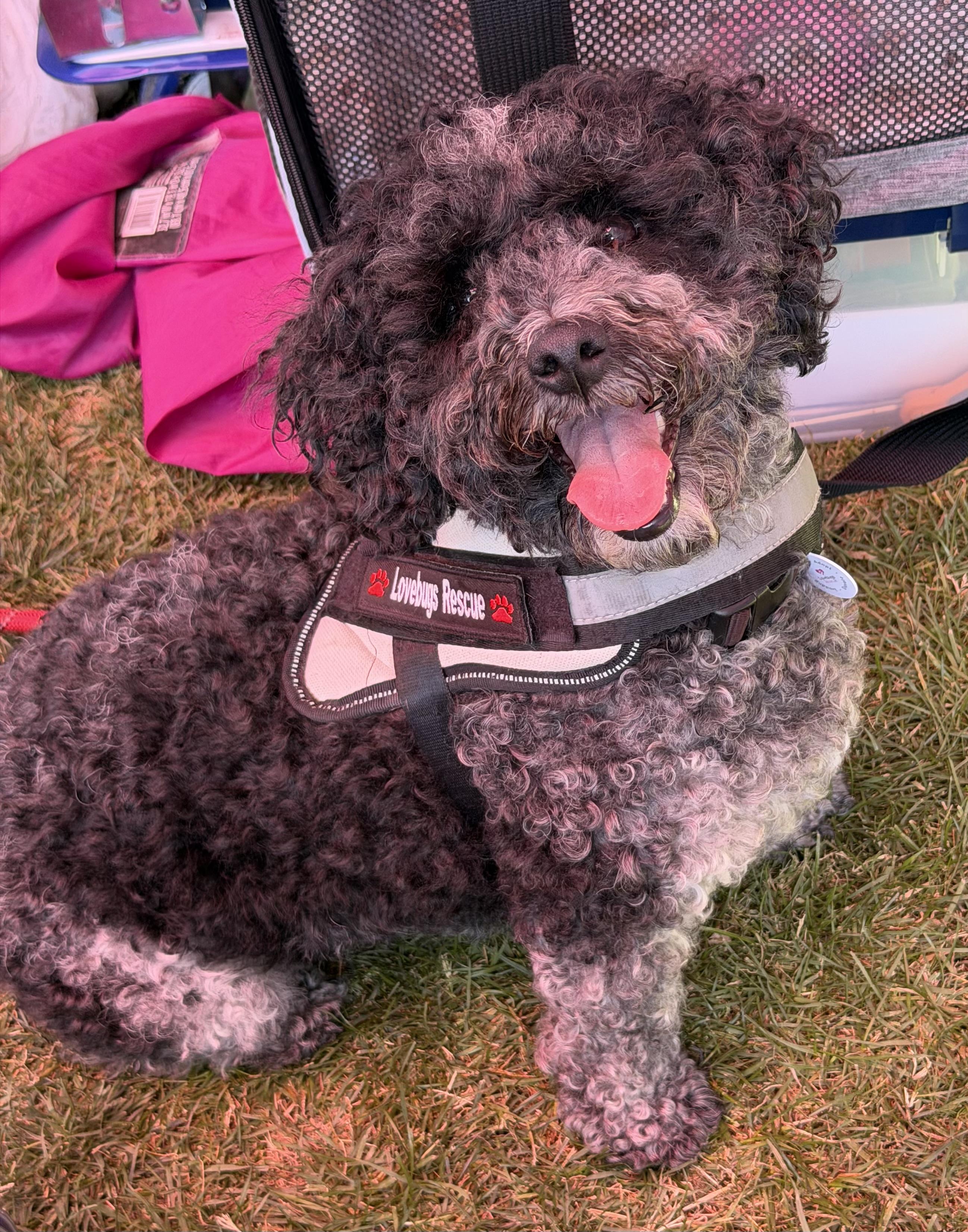 Oreo, a ADOPTABLE mixed breed in Corona Del Mar, CA image 4/6