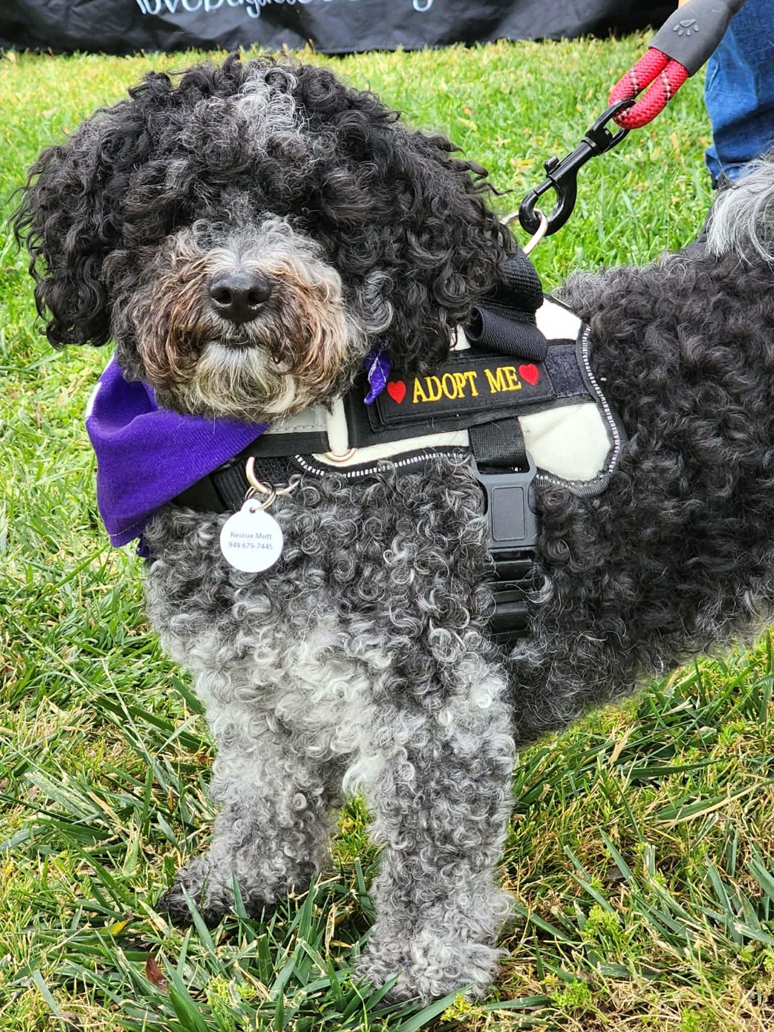 Oreo, ADOPTABLE, Young Male Lhasa Apso & Shih Tzu.