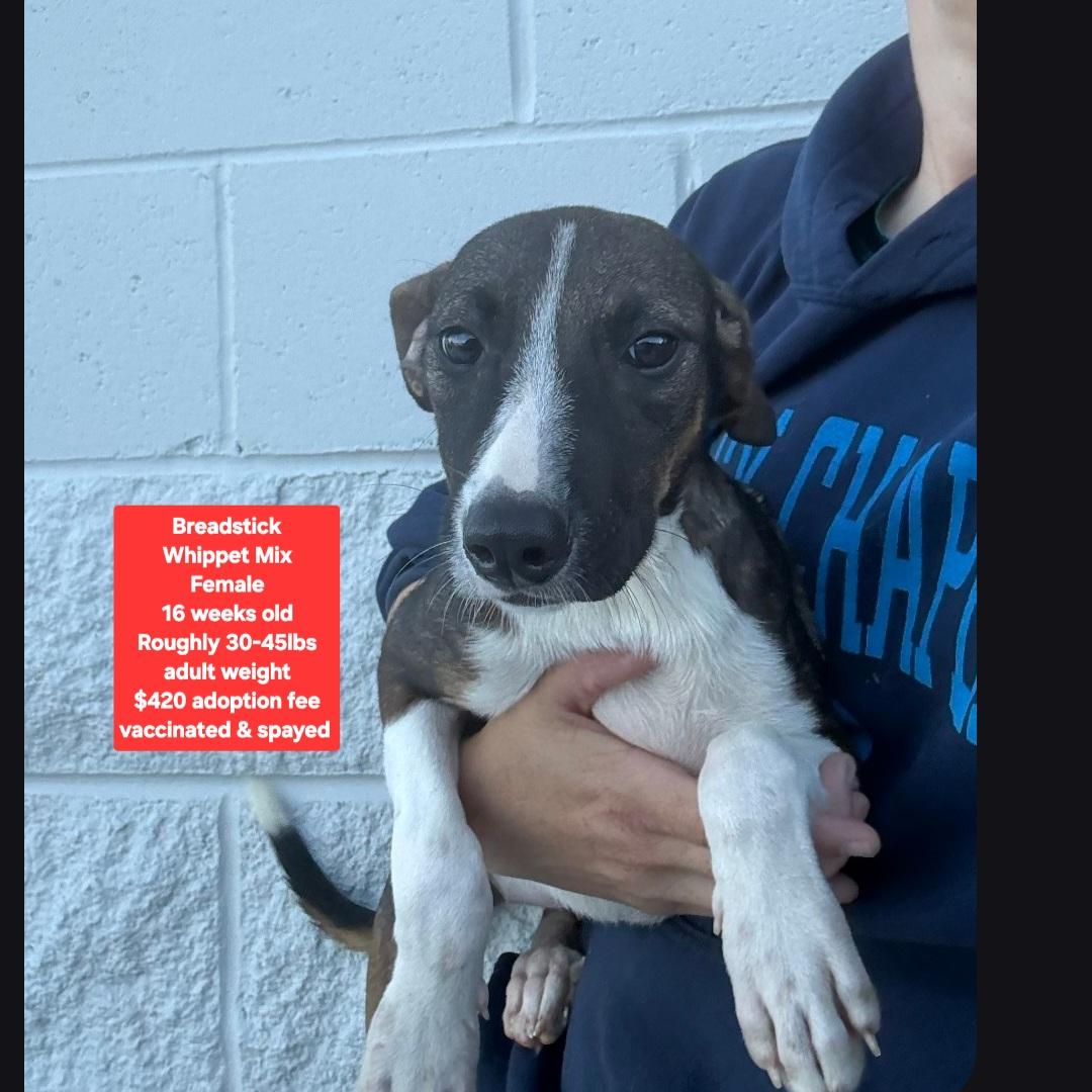 Breadstick, ADOPTABLE, Puppy Female Whippet.