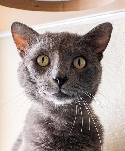 Enlarge Bwithon, an adopted mixed breed in Encinitas, CA image 1/1