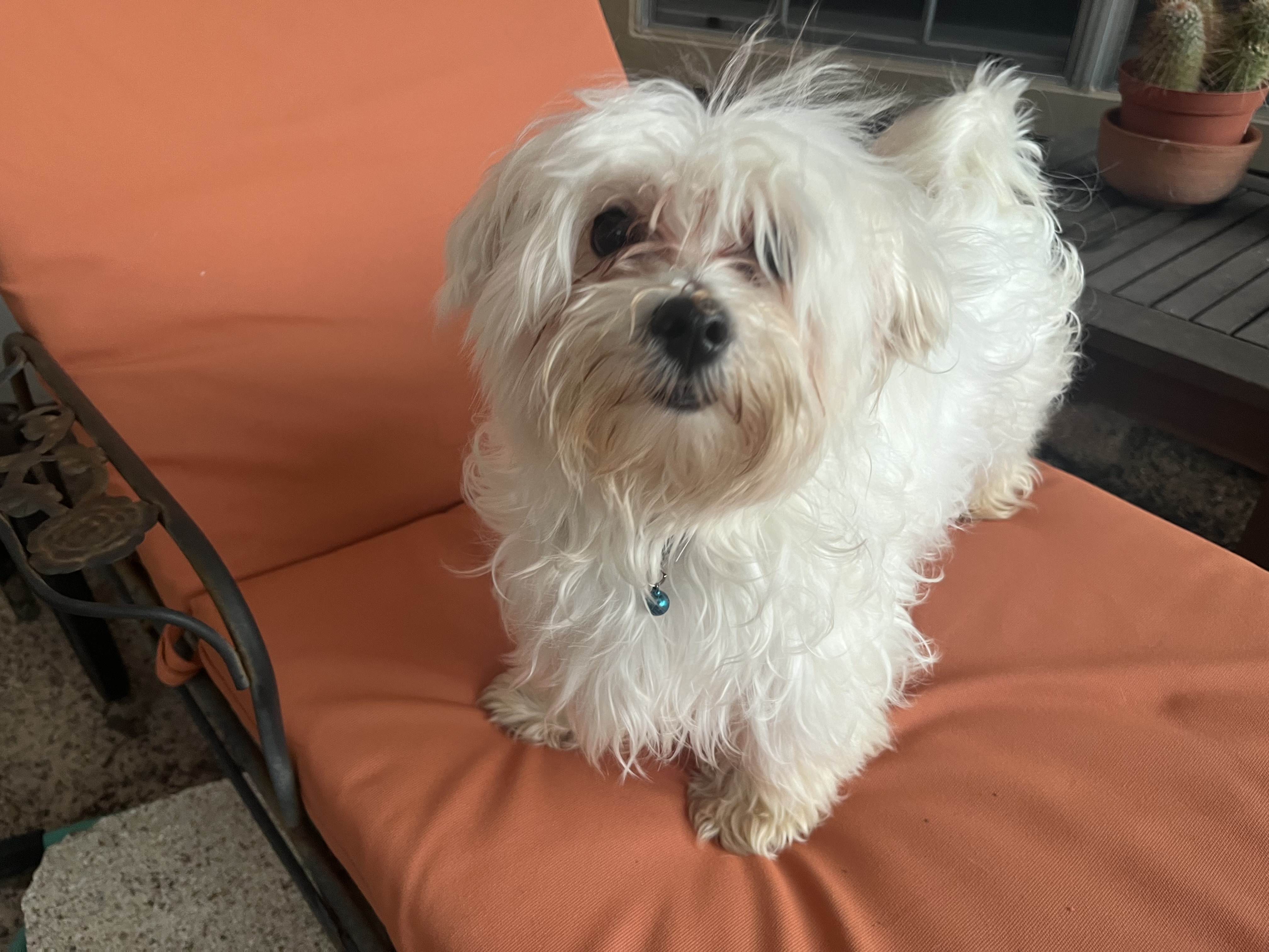 Chapito, a Adopted Maltese in Humble, TX image 1/4