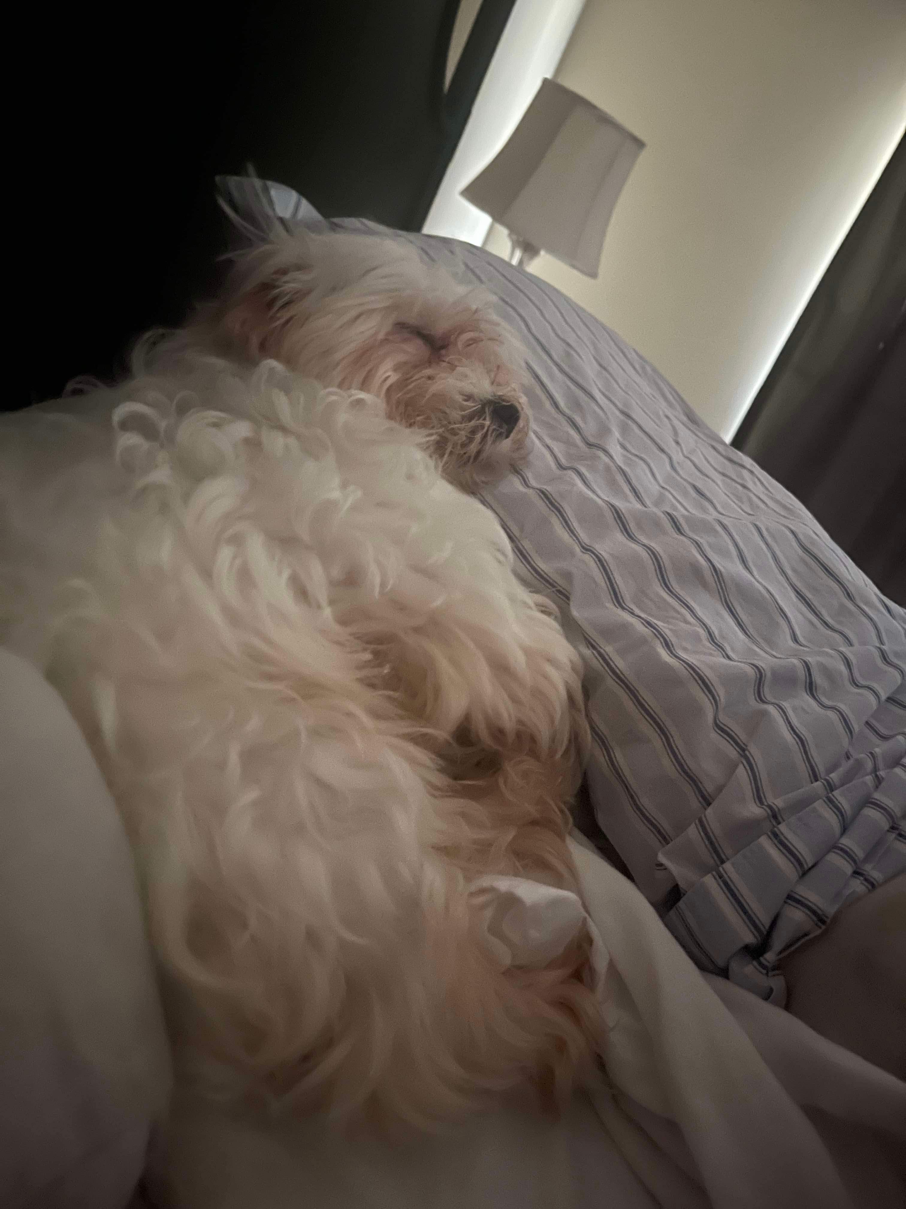 Chapito, a Adopted Maltese in Humble, TX image 3/4