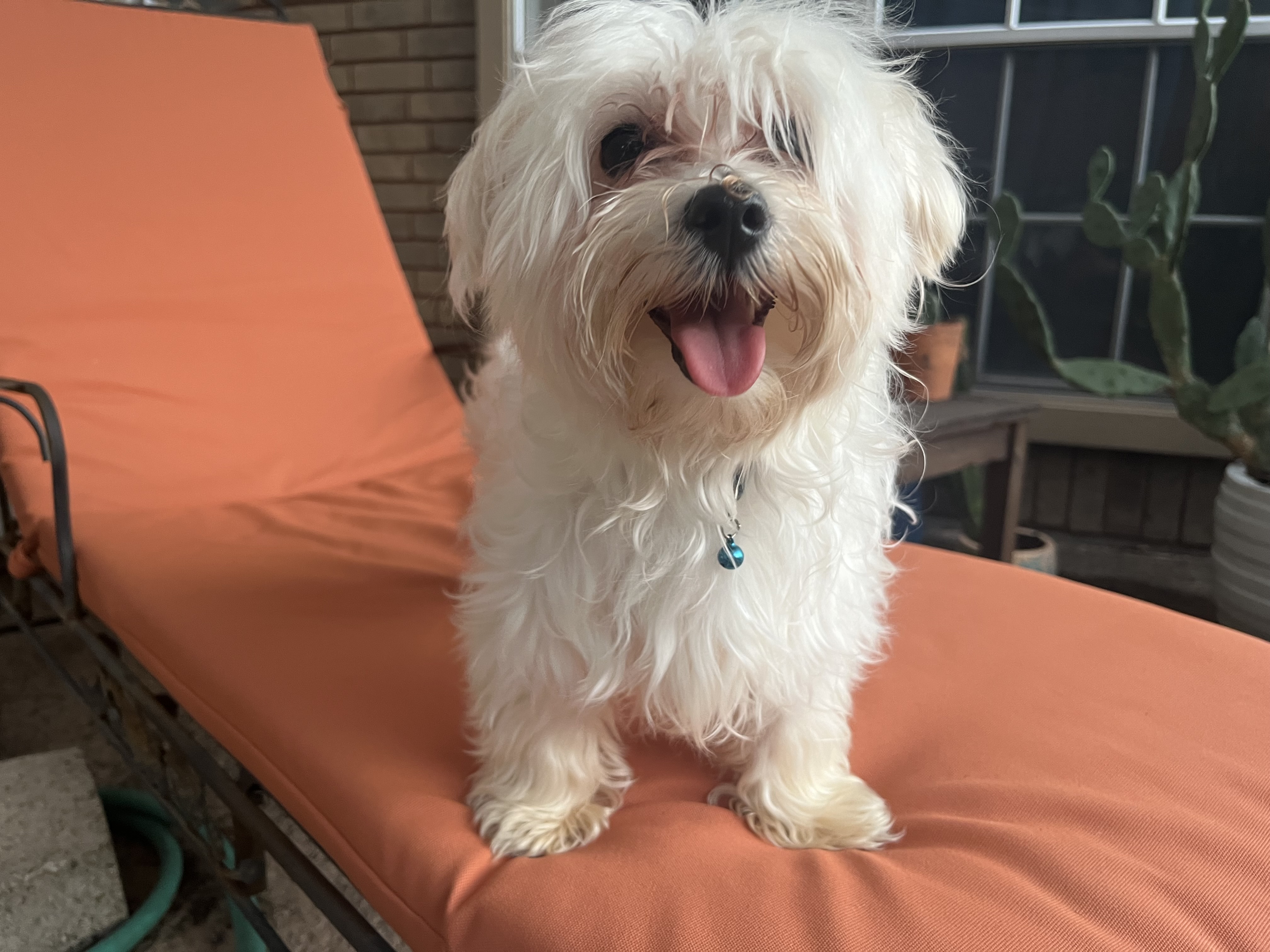 Chapito, a Adopted Maltese in Humble, TX image 4/4
