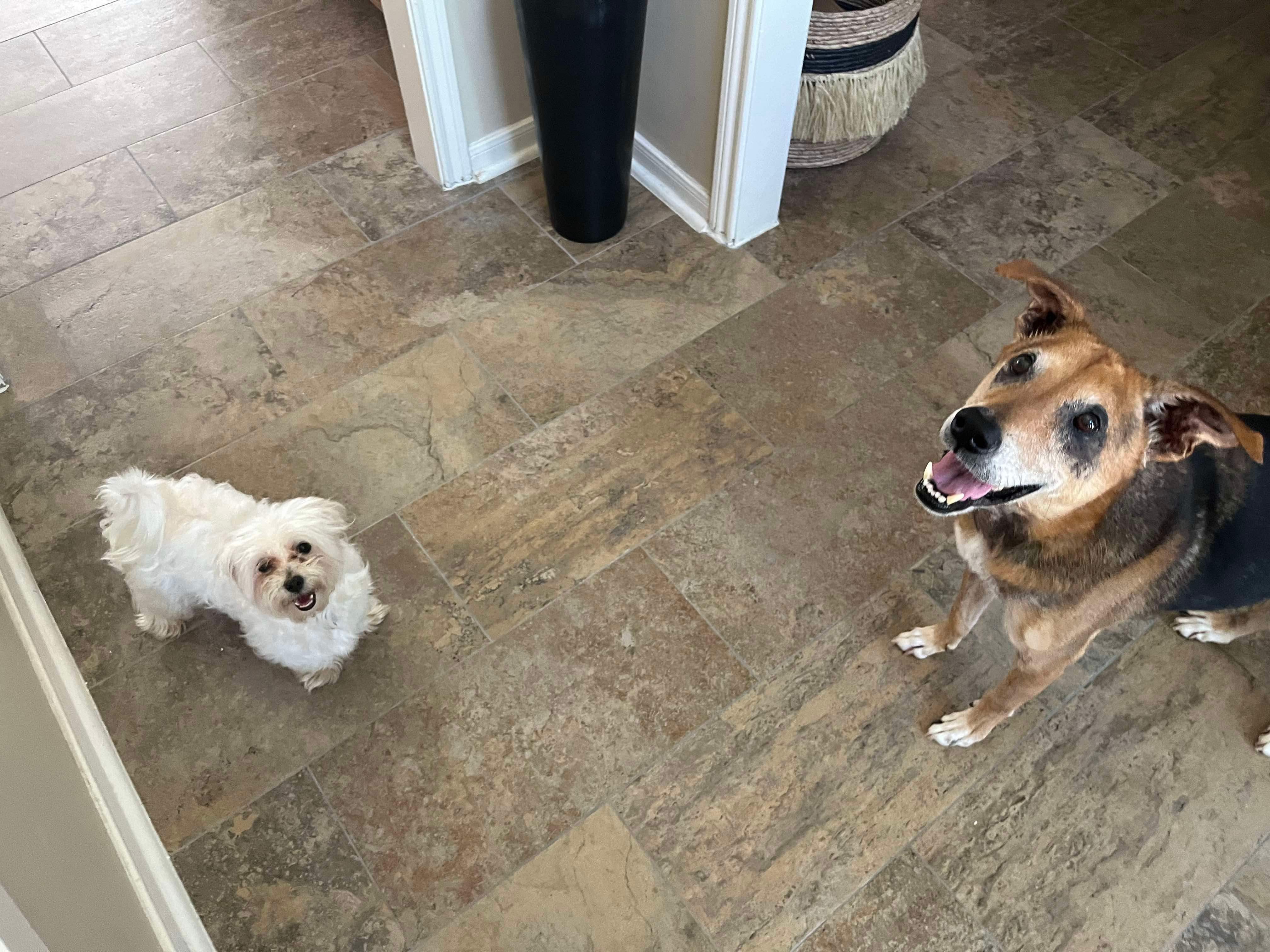 Chapito, a Adopted Maltese in Humble, TX image 2/4