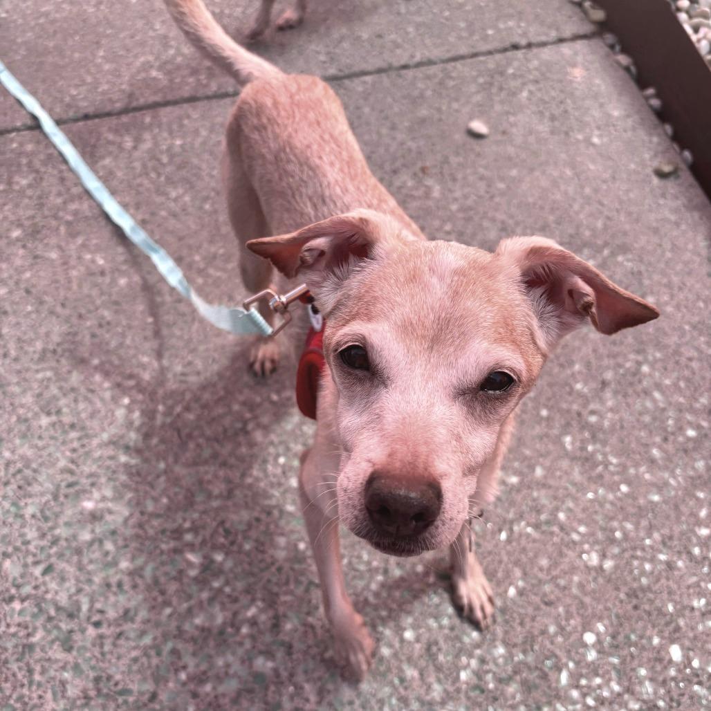 Mic Drop 13978, Adoptable, Senior Male Chihuahua.