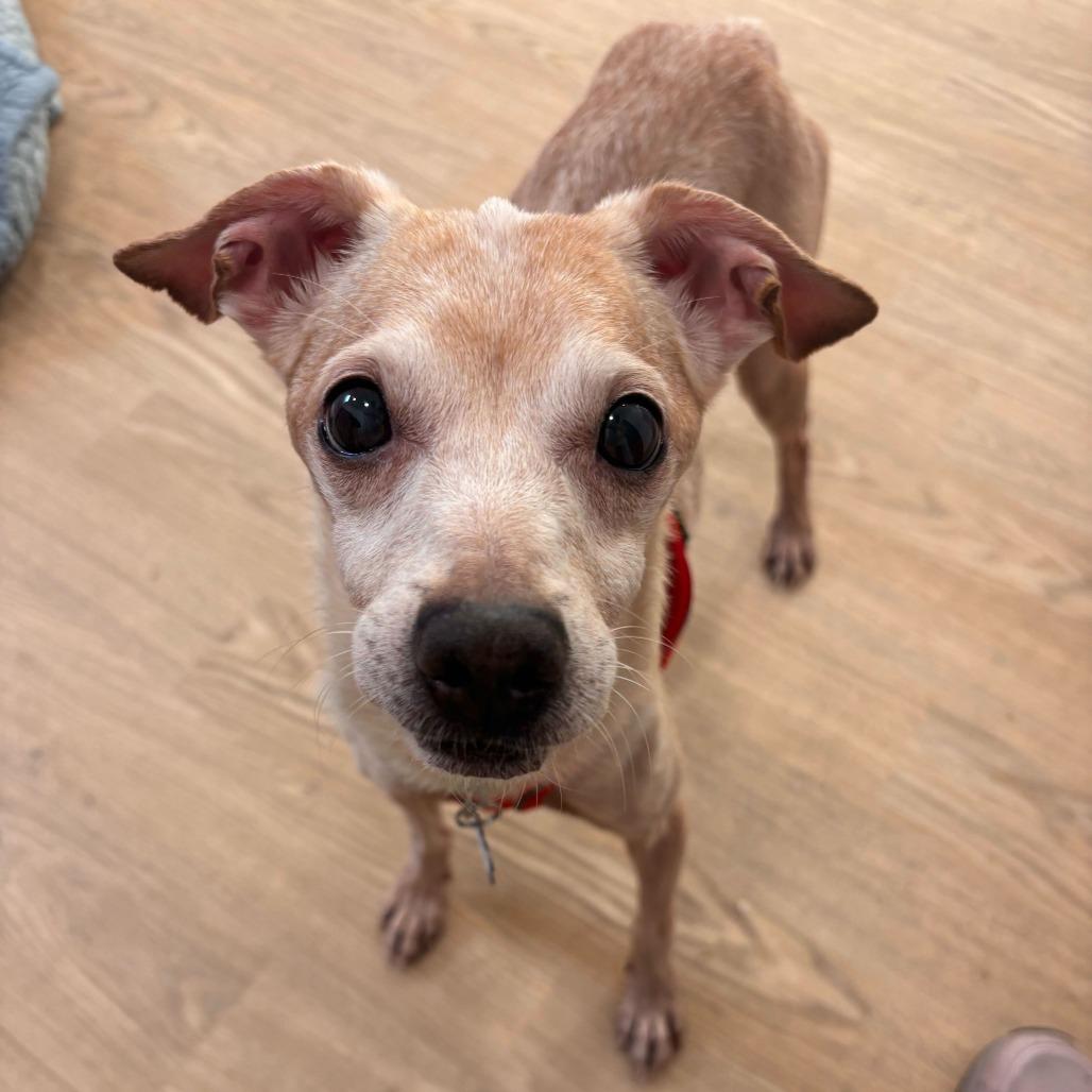 Enlarge Mic Drop 13978, a Adoptable Chihuahua in San Francisco, CA image 2/6