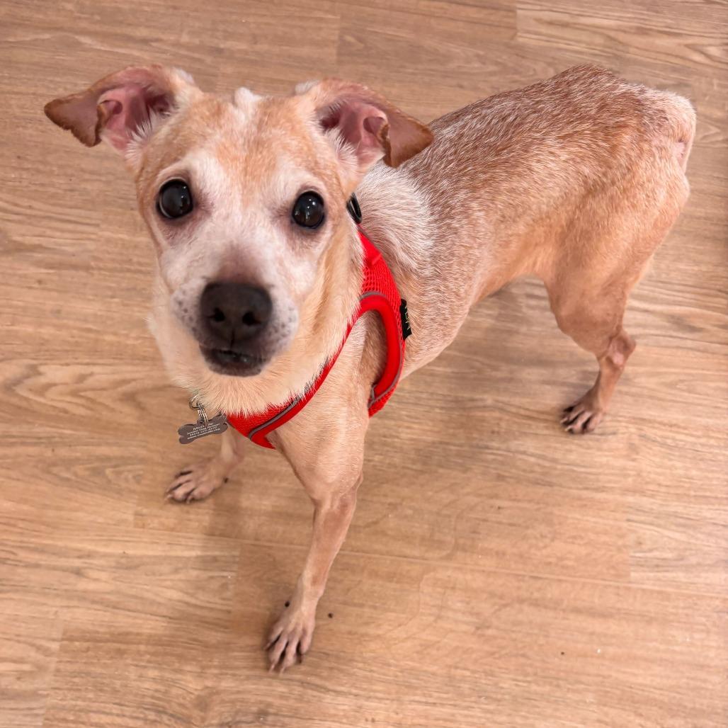 Enlarge Mic Drop 13978, a Adoptable Chihuahua in San Francisco, CA image 3/6