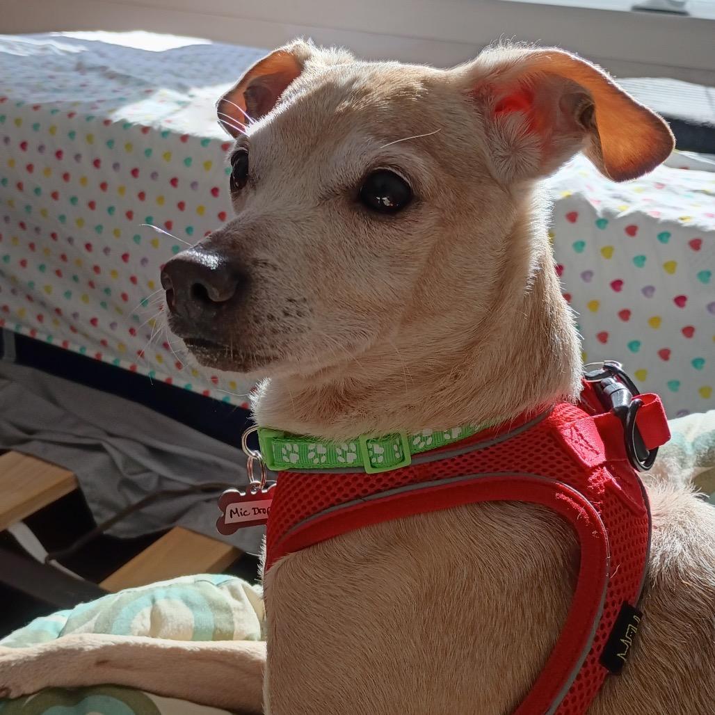 Enlarge Mic Drop 13978, a Adoptable Chihuahua in San Francisco, CA image 5/6