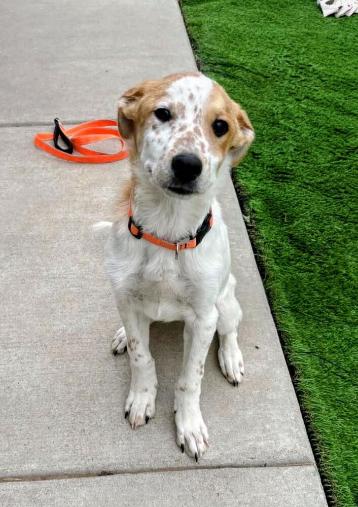 Turk, Adoptable, Adult Male Australian Cattle Dog / Blue Heeler & Mixed Breed.