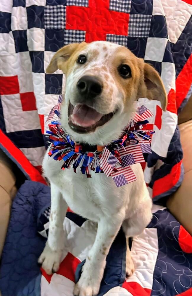 Turk, a Adoptable mixed breed in Evergreen, CO image 2/2