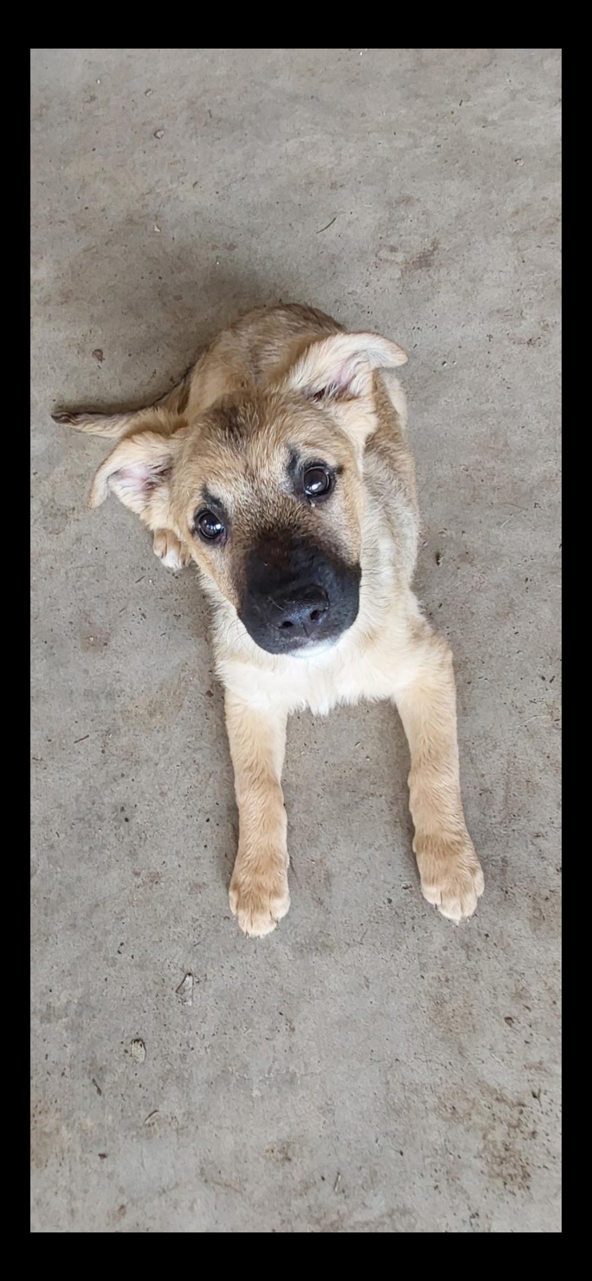 Buttercup, a Adoptable mixed breed in Chester, VA image 4/4
