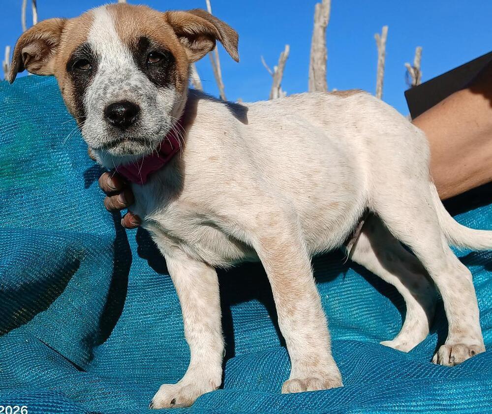 Tepary Bean, Adoptable, Puppy Male Rhodesian Ridgeback.