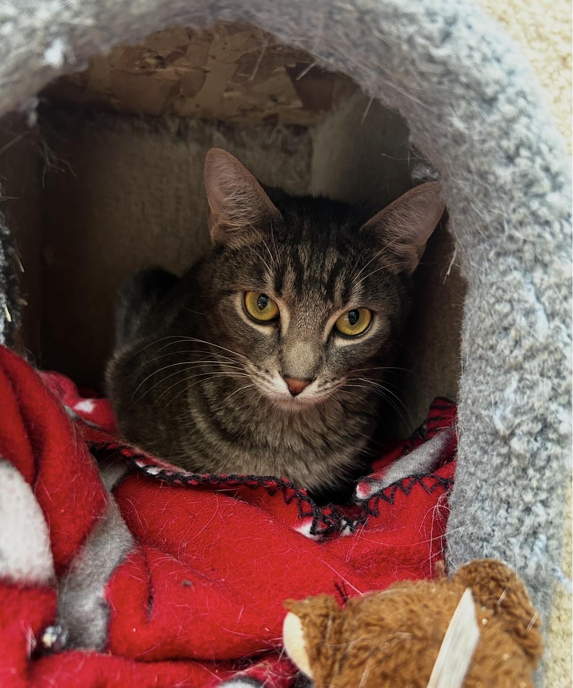 Venice, a ADOPTABLE Domestic Short Hair in Maple Ridge, BC image 5/6