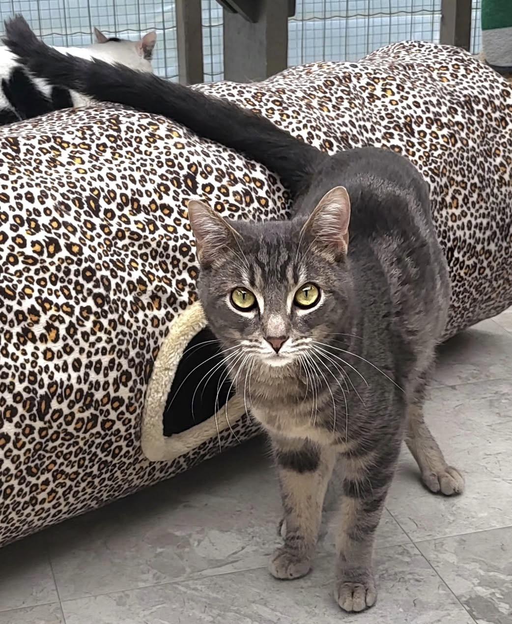 Venice, a ADOPTABLE Domestic Short Hair in Maple Ridge, BC image 3/6