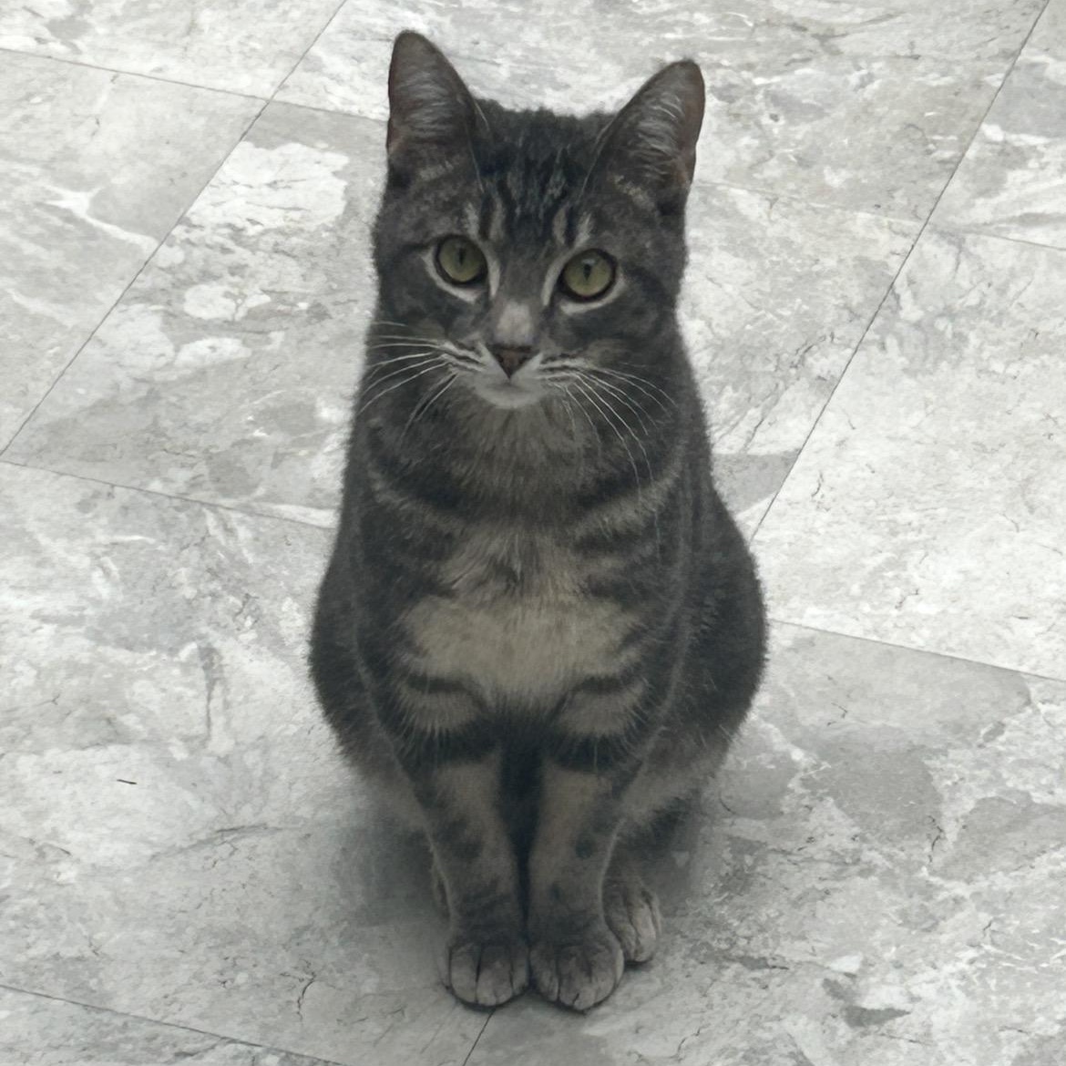 Venice, a ADOPTABLE Domestic Short Hair in Maple Ridge, BC image 2/6