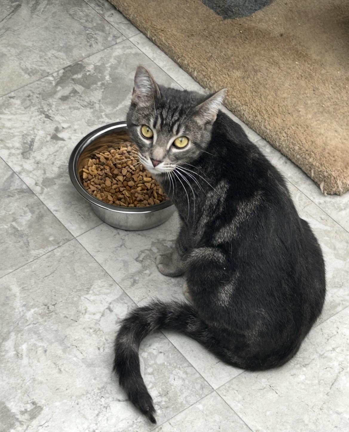 Venice, a ADOPTABLE Domestic Short Hair in Maple Ridge, BC image 6/6