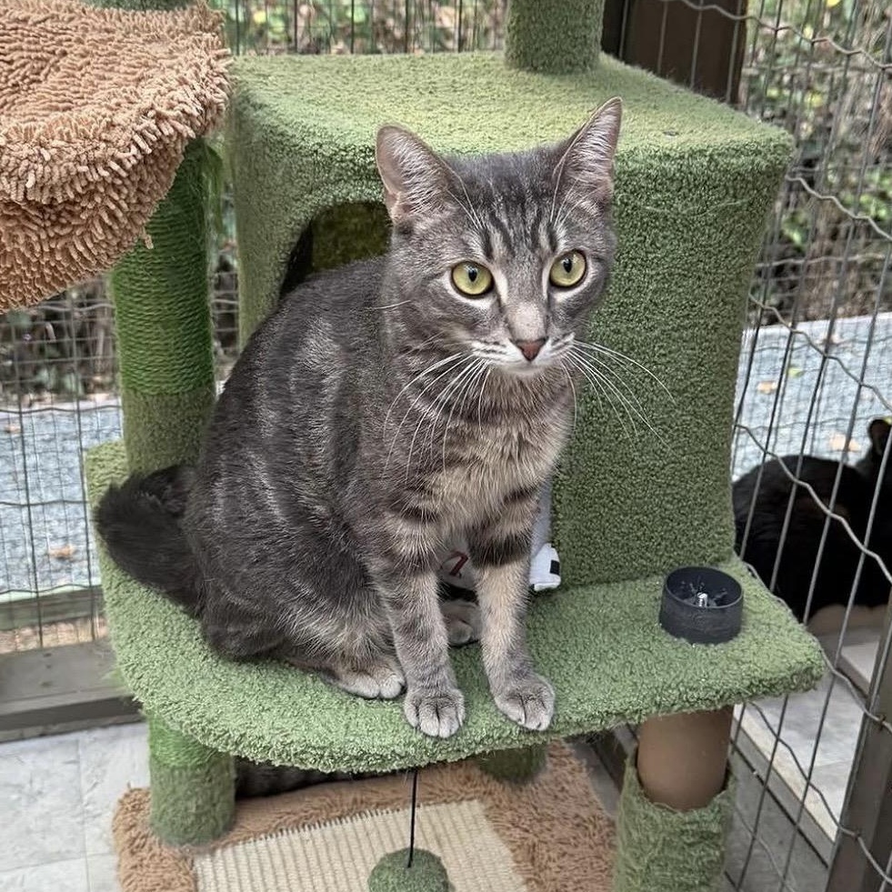 Enlarge Venice, a ADOPTABLE Domestic Short Hair in Maple Ridge, BC image 3/6