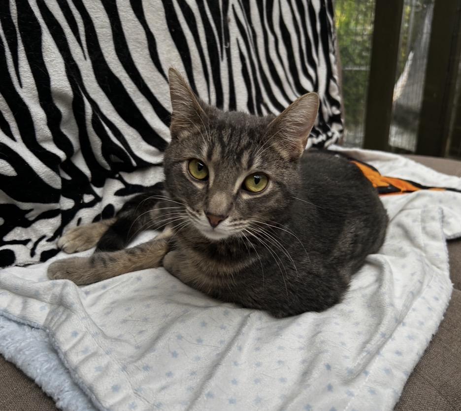 Venice, ADOPTABLE, Kitten Male Domestic Short Hair.