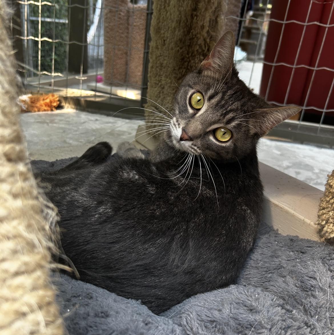 Venice, ADOPTABLE, Kitten Male Domestic Short Hair.