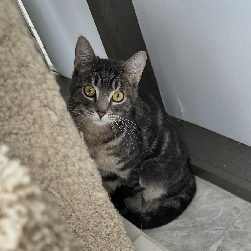 Venice, a ADOPTABLE Domestic Short Hair in Maple Ridge, BC image 3/6