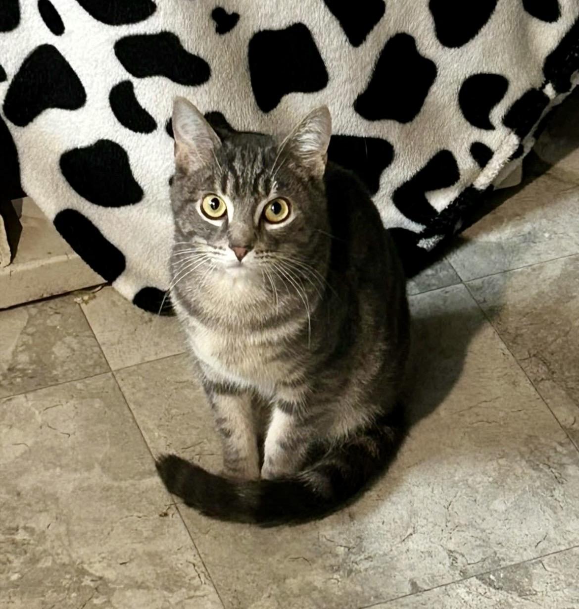 Venice, a ADOPTABLE Domestic Short Hair in Maple Ridge, BC image 5/6