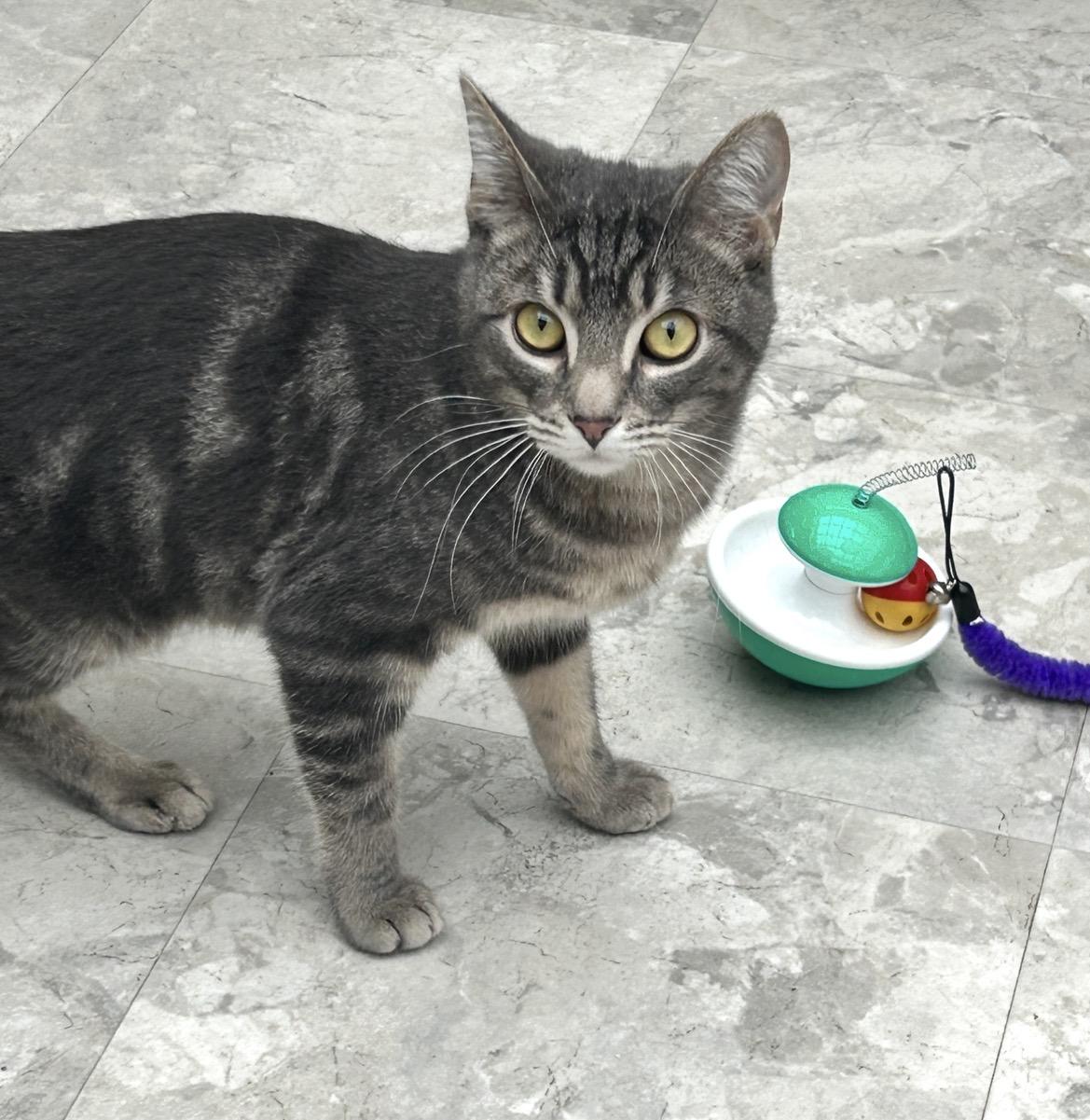 Venice, a ADOPTABLE Domestic Short Hair in Maple Ridge, BC image 4/6