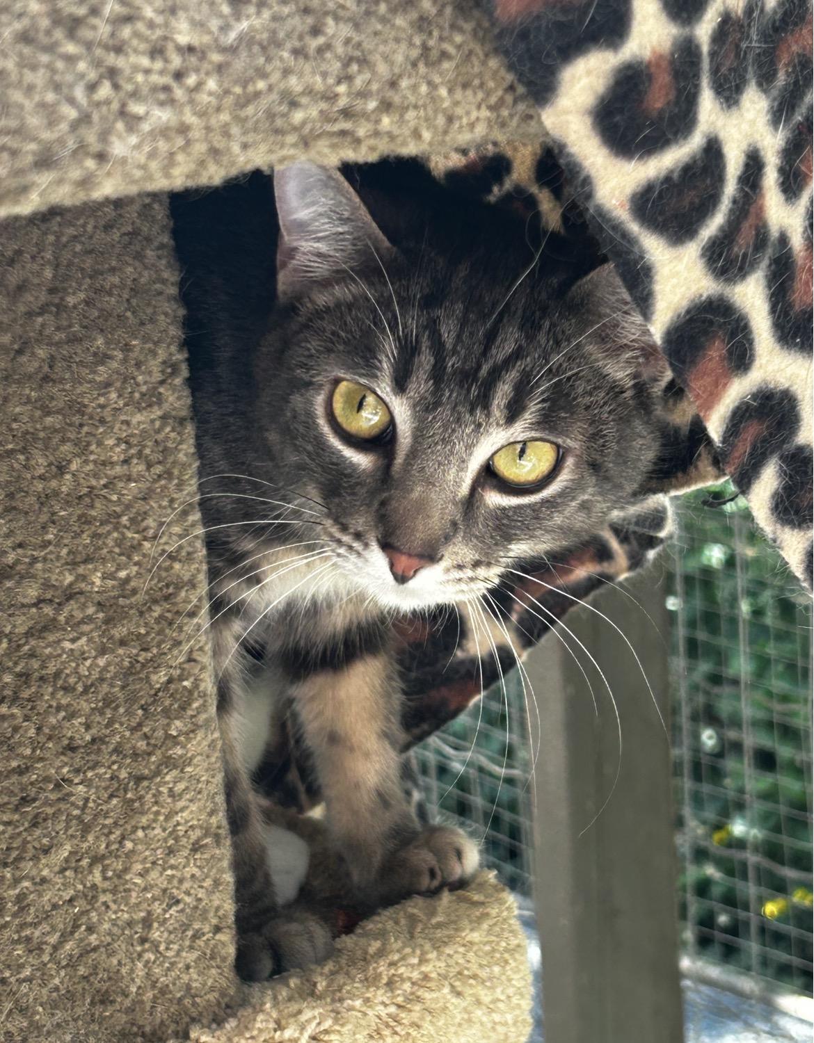 Venice, ADOPTABLE, Kitten Male Domestic Short Hair.