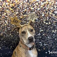 Mabel — thumbnail 2