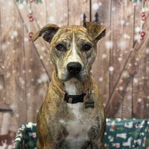 Mabel — thumbnail 3